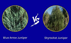 Blue Arrow Juniper vs. Skyrocket Juniper Picture