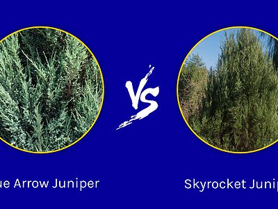 A Blue Arrow Juniper vs. Skyrocket Juniper