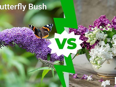 A Butterfly Bush vs. Lilac: 5 Ways These Stunning Bird and Butterfly Attractor Plants Differ
