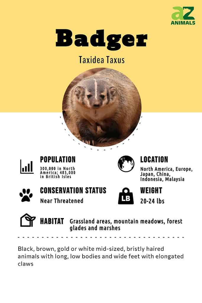 Facts About Honey Badger - Learn Important Terms and Concepts