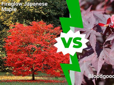 A Fireglow vs. Bloodgood Japanese Maple