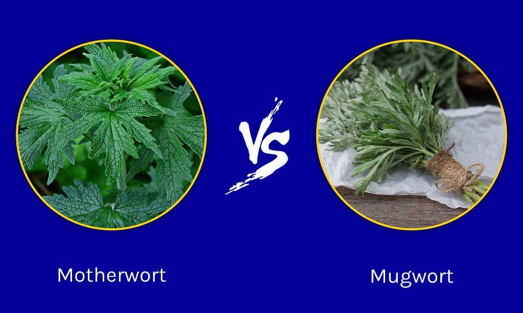 Motherwort vs. Mugwort