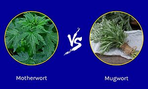 Motherwort vs. Mugwort: What Are the Differences? Picture