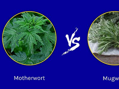 A Motherwort vs. Mugwort: What Are the Differences?