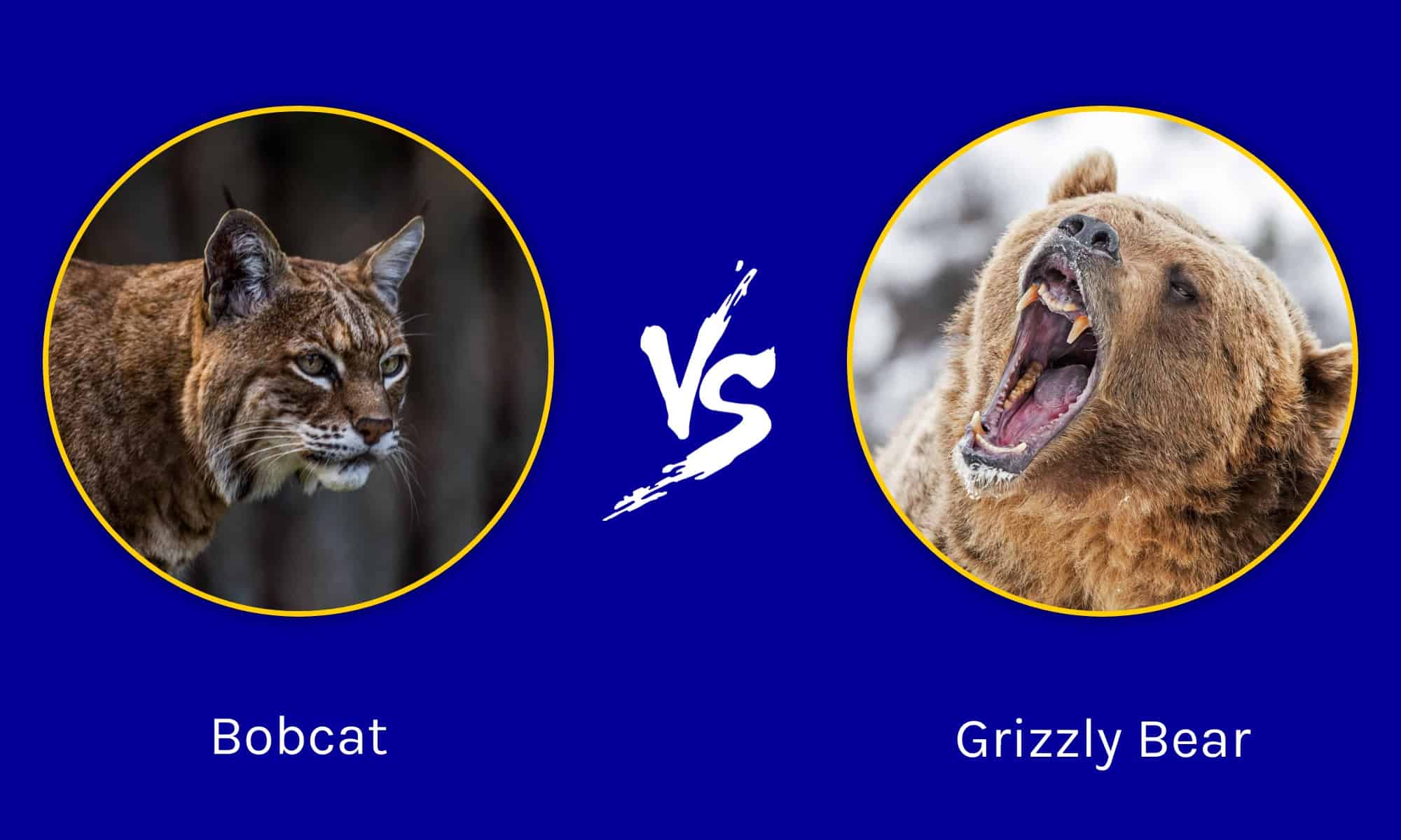epic-battles-5-bobcats-vs-a-grizzly-bear-az-animals