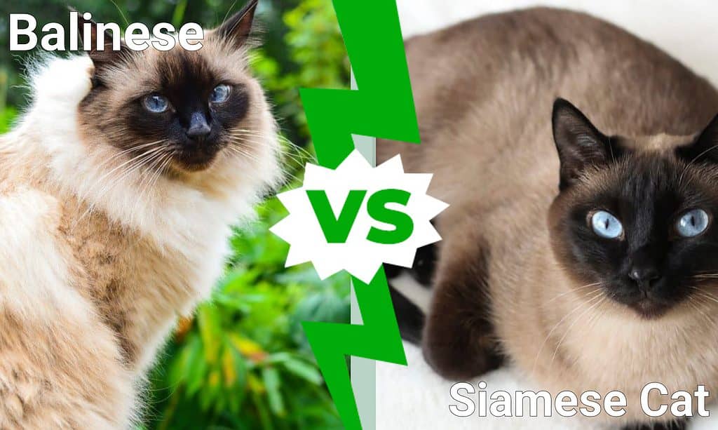 Balinese vs Siamese Cat