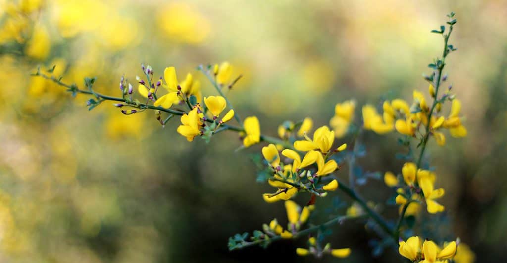 yellow wild indigo