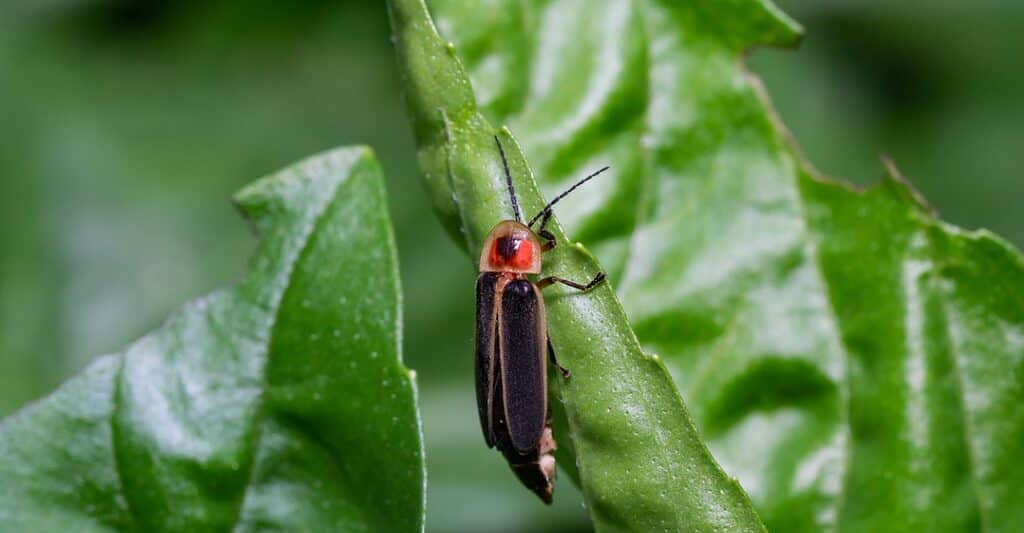 common eastern firefly