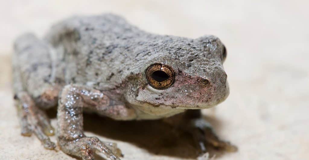 Gray Tree Frog Animal Facts | Hyla Versicolor - Az Animals