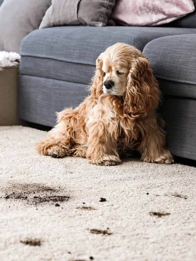 Funny dog and its dirty trails on carpet