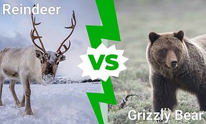 Epic Battles: Reindeer vs. Bear Picture