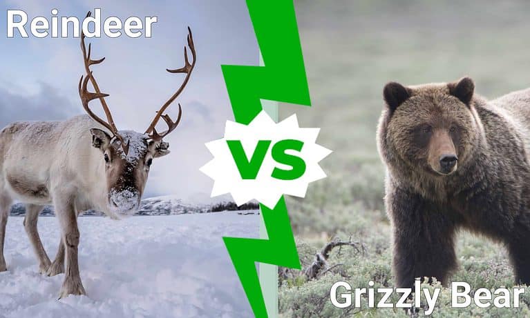 Reindeer vs. Bear