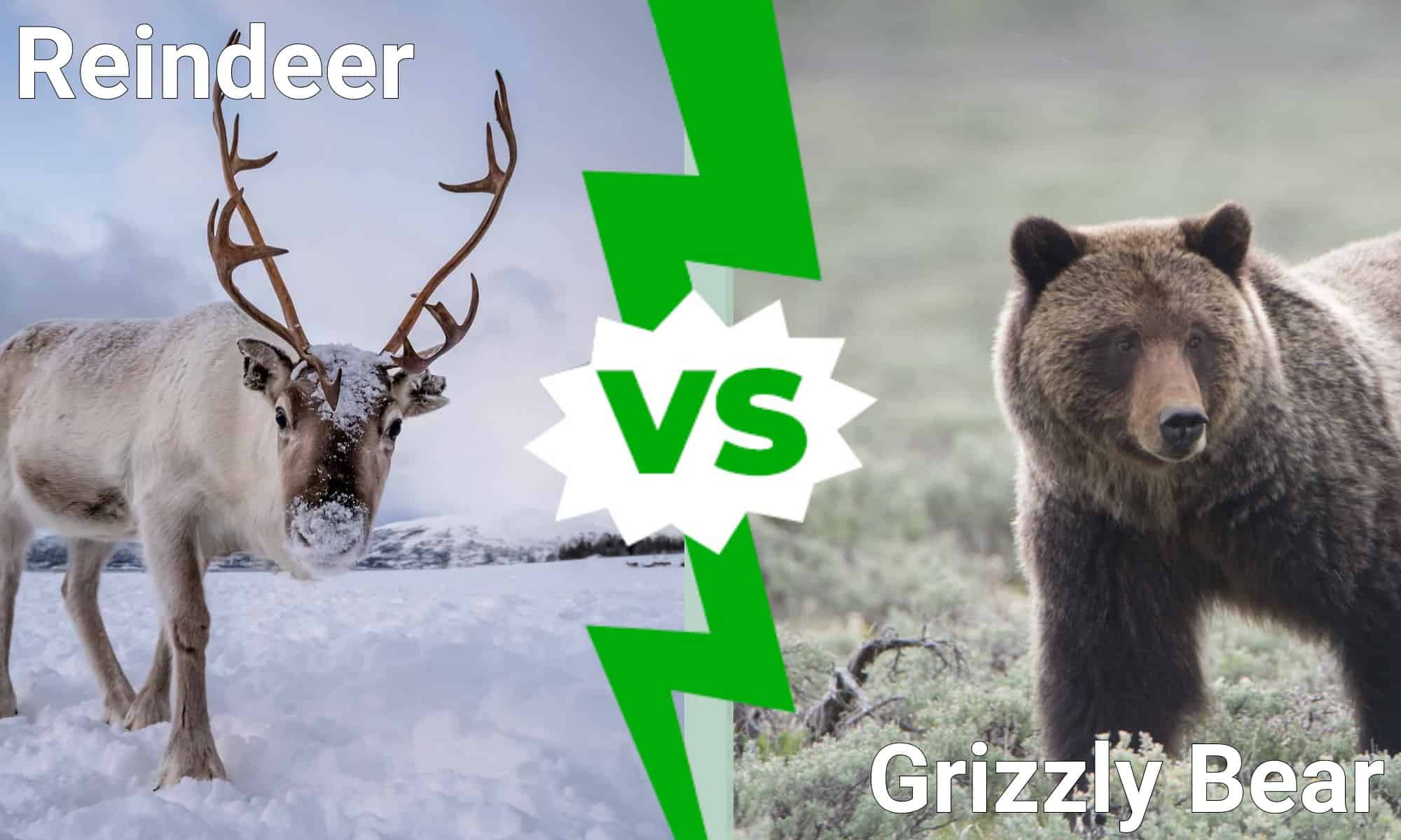 Reindeer vs. Bear