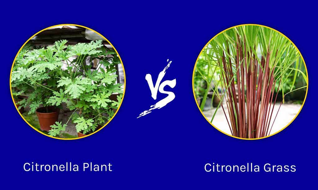 Citronella Plant vs. Citronella Grass