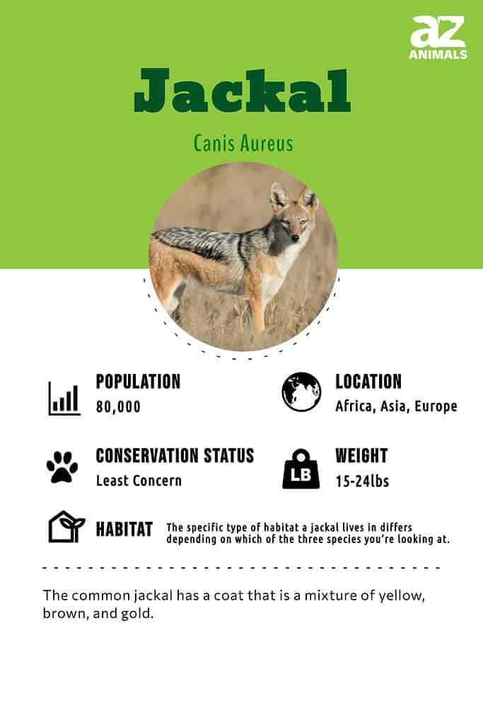 Jackal Animal Facts | Canis Aureus - AZ Animals