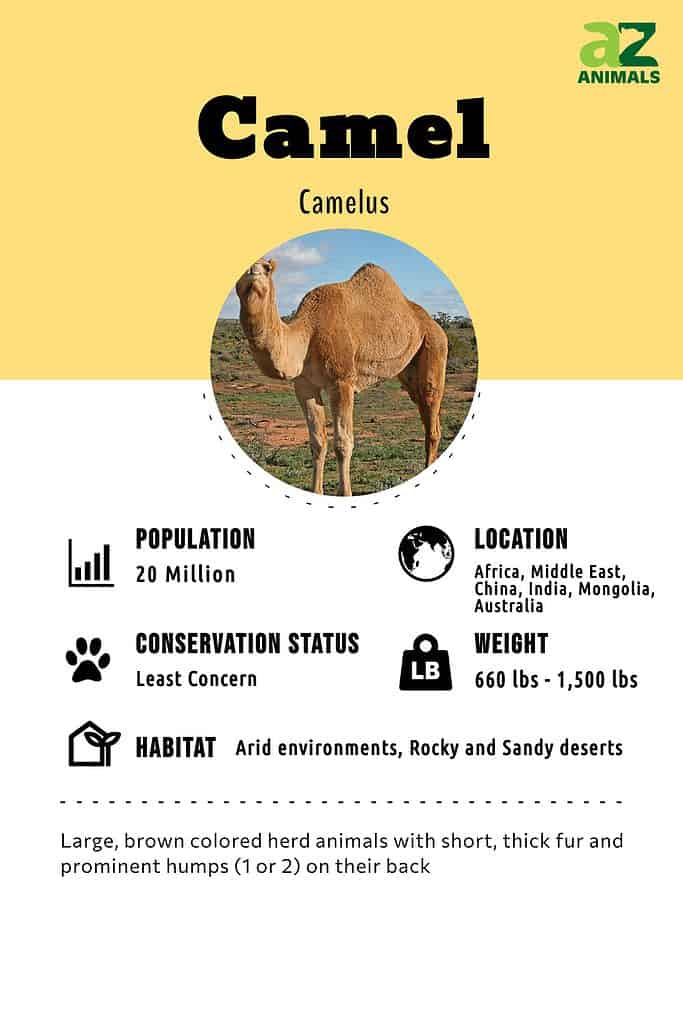 desert habitats camel