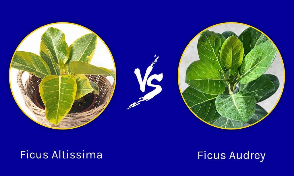 Ficus Altissima  vs Ficus Audrey