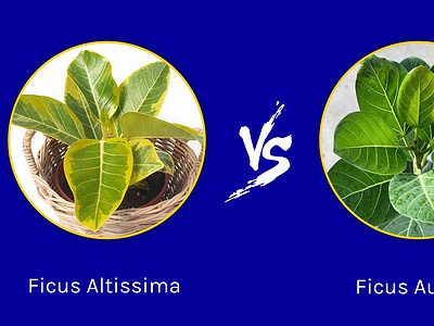 A Ficus Altissima vs. Audrey