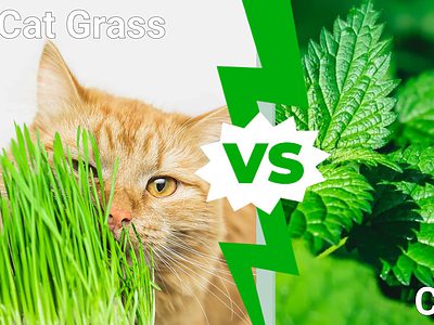 A Cat Grass vs. Catnip: What Are the Differences?