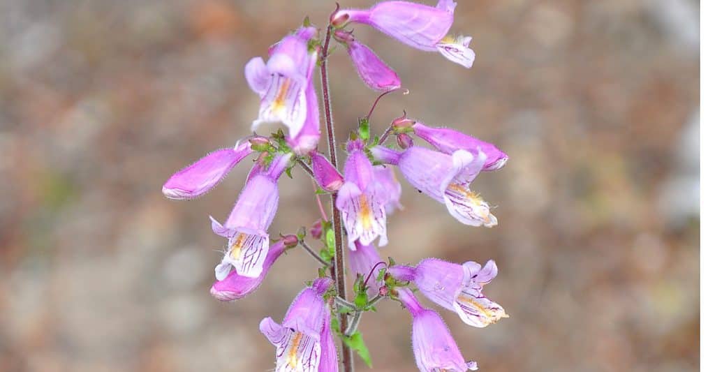 gray beardtongue