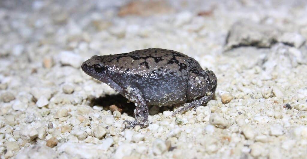 eastern narrow mouthed toad