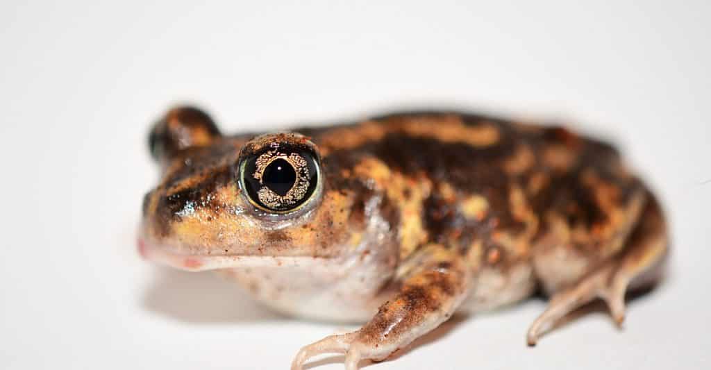 eastern spadefoot toad