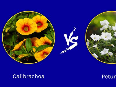 A Calibrachoa vs. Petunia