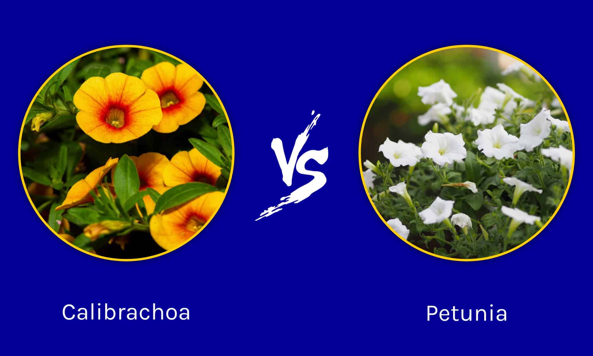 Image of Petunias and calibrachoa