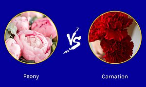 Peonies vs. Carnations Picture