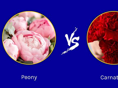A Peonies vs. Carnations