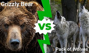 Epic Battles: A Massive Grizzly Bear vs. A Pack of Wolves  Picture
