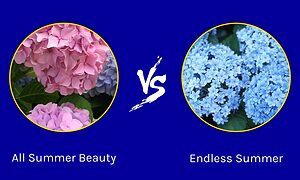 Hydrangea All Summer Beauty vs. Endless Summer: Are They the Same? Picture
