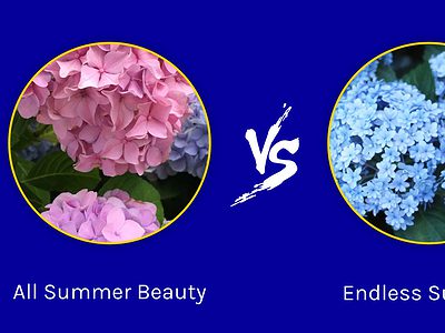 A Hydrangea All Summer Beauty vs. Endless Summer: Are They the Same?