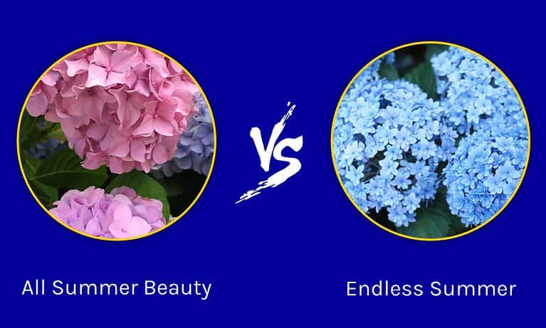 All Summer Beauty vs. Endless Summer