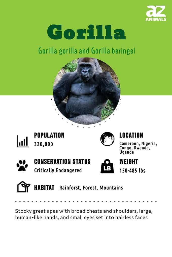 Gorilla Infographic