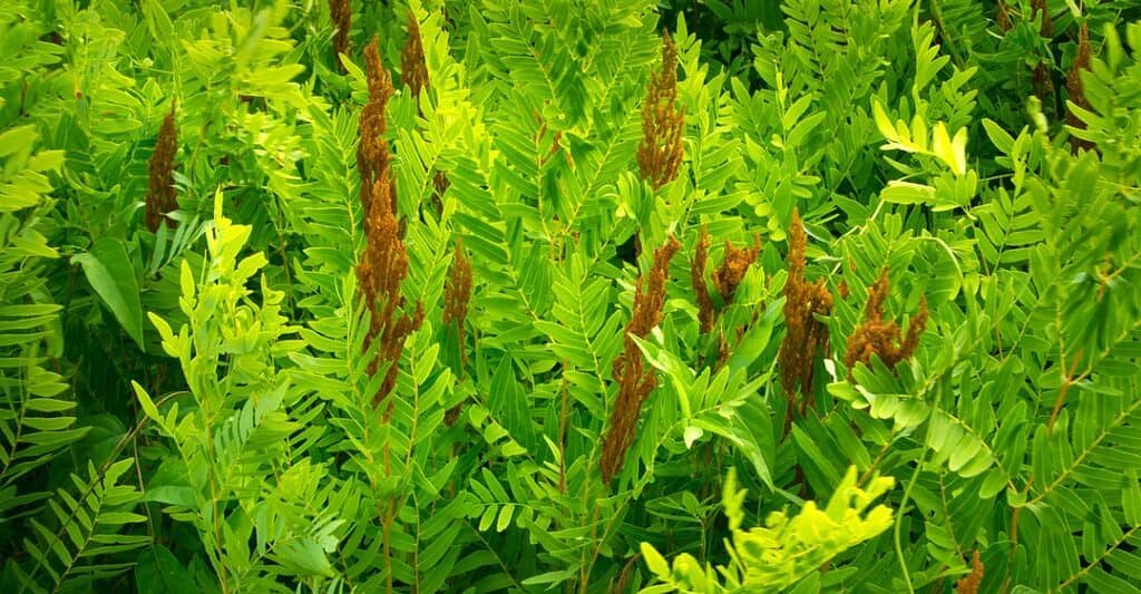 Land trusts in Connecticut protect native plants like the royal fern