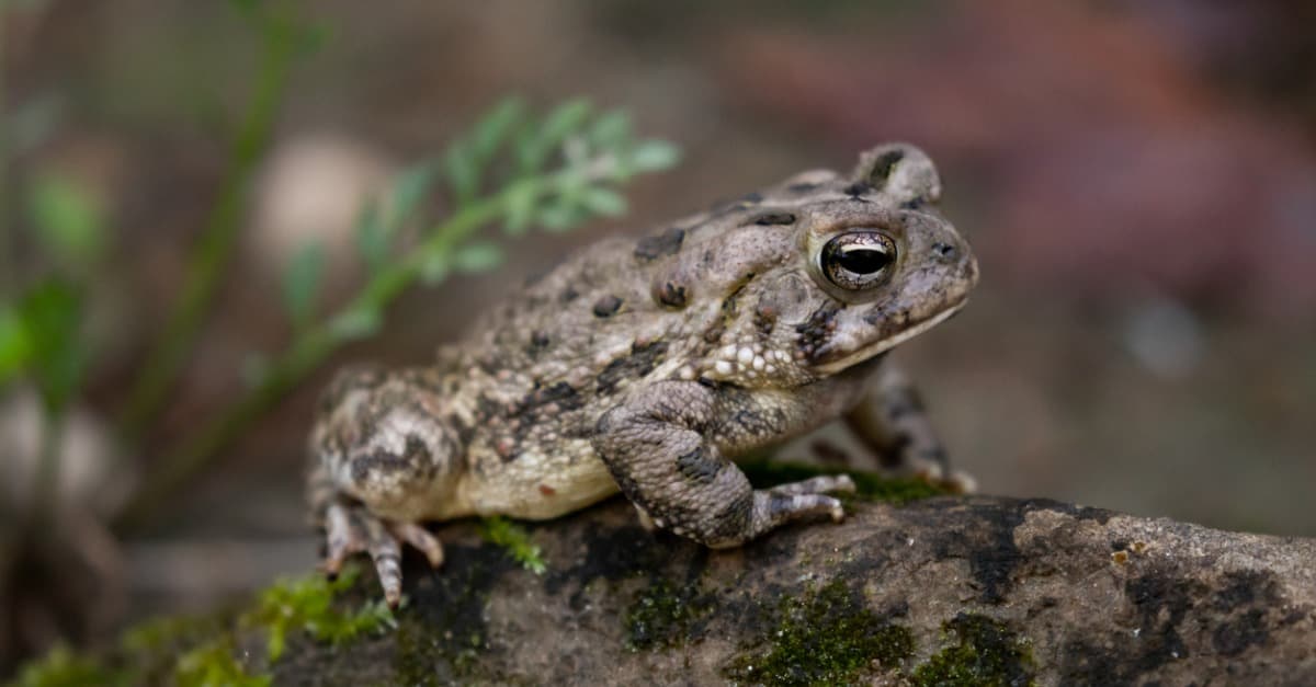 Fowler's toad