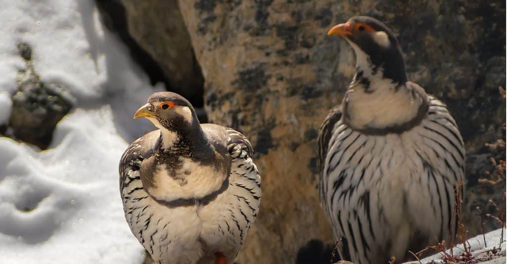 himalayan snowcock