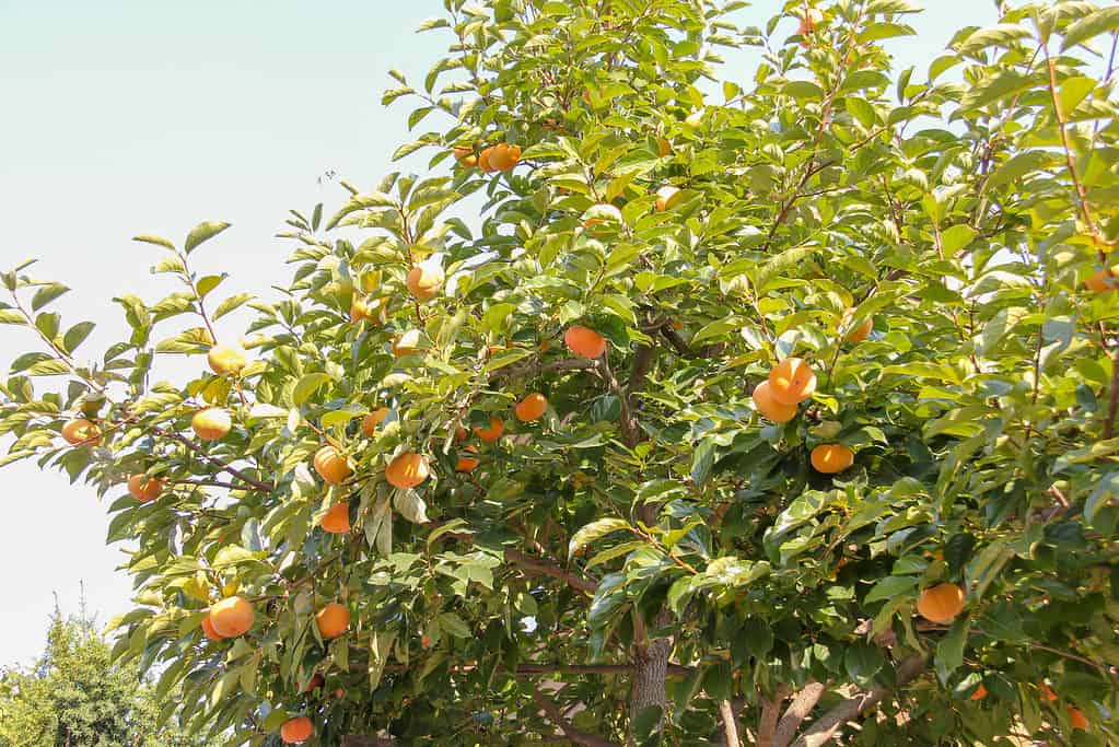 Persimmon tree (Diospyros virginiana)