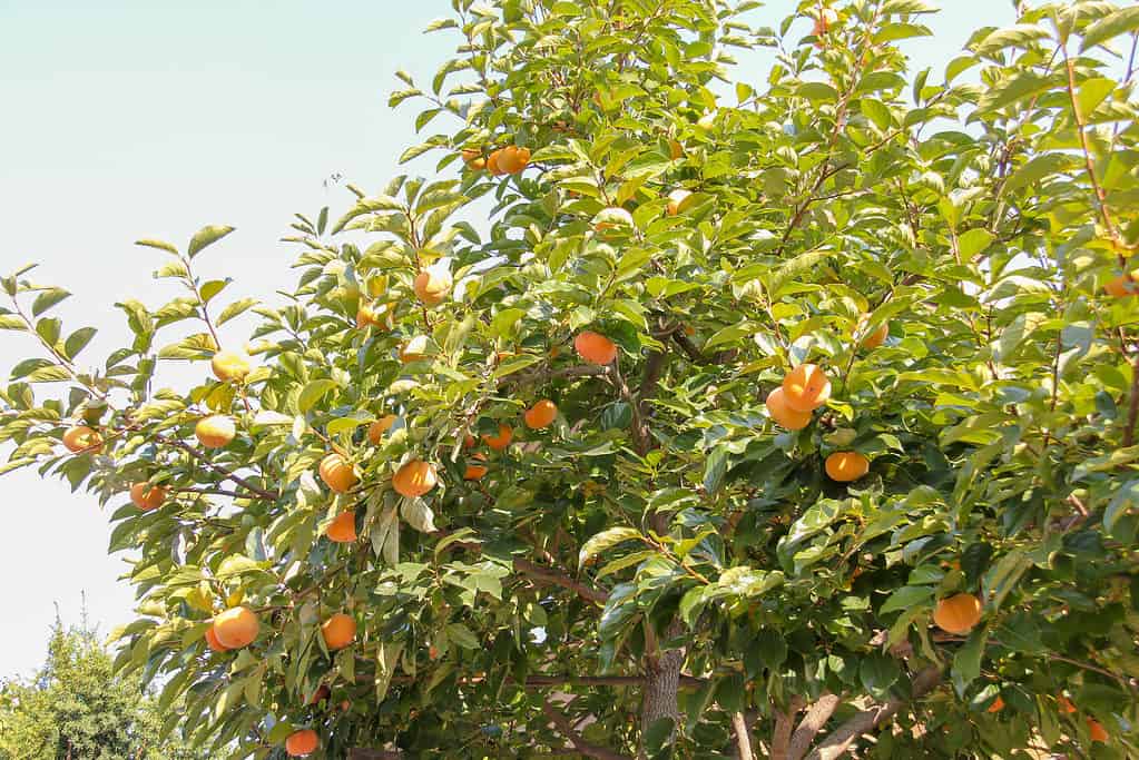 Persimmon tree (Diospyros virginiana) found in southern and eastern Ohio