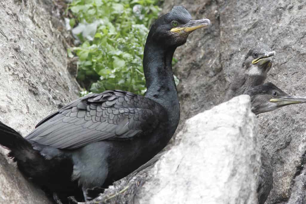 cormorants and chicks