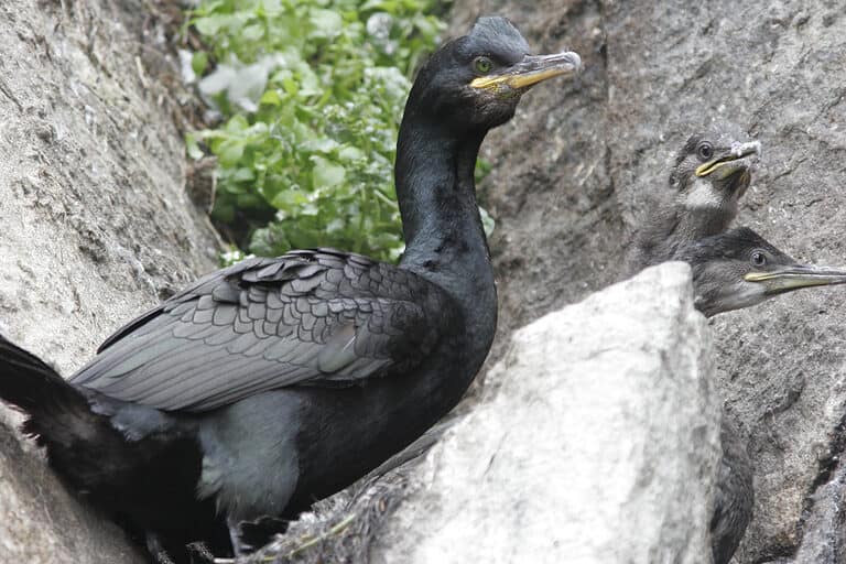 Cormorant with baby chicks