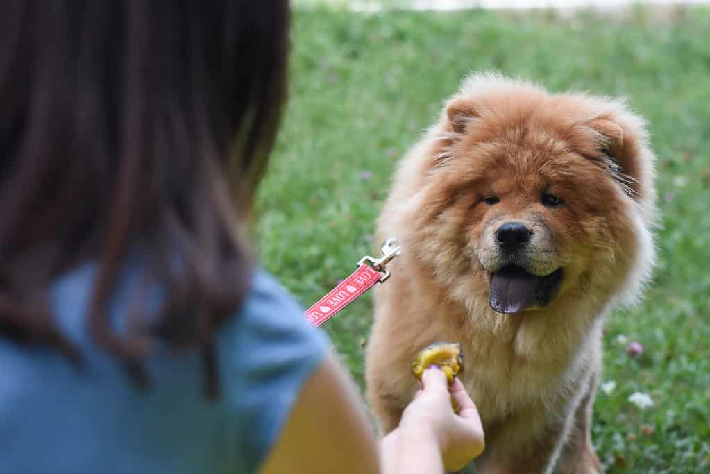 Woman give plum to her dog