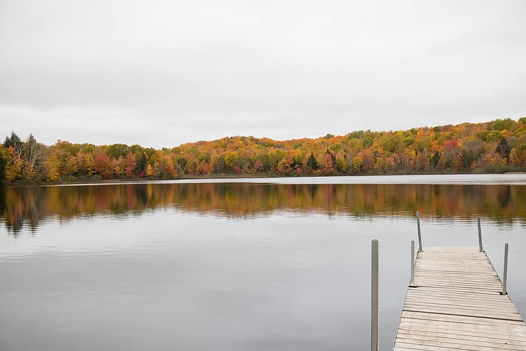 discover-the-largest-forest-in-wisconsin-and-what-lives-within-it