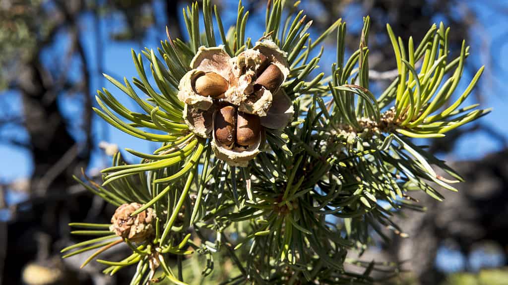 Pine nuts in a pine cone on a pine tree.