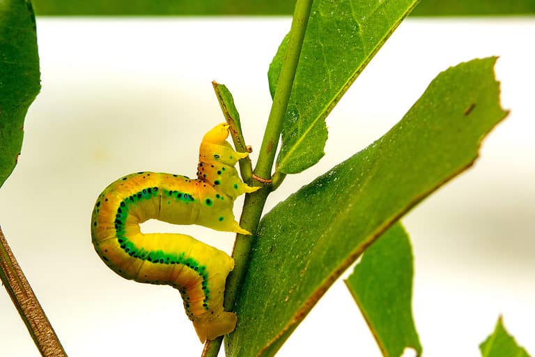 Inchworm caterpillar walking on a branch
