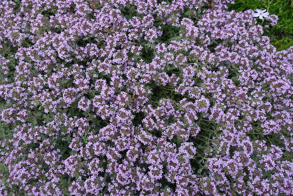 Early creeping thyme