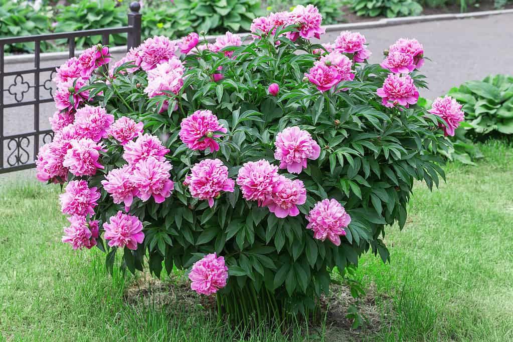 Large peony bush with pink flowers