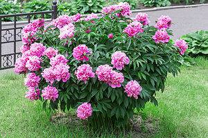 How to Grow Peonies: Your Complete Guide Picture