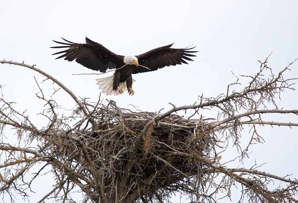 bald eagle nest